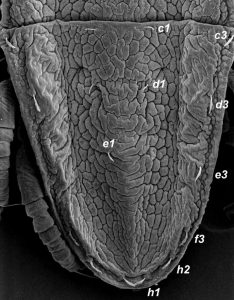 Setas en Brevipalpus chilensis