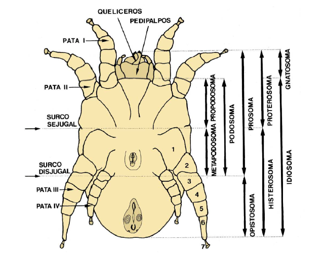 Fuente imagen: Revista n| 15. Departamento de Zoología y Antropología Física. Facultad de Ciencias Biológicas. Universidad Complutense.